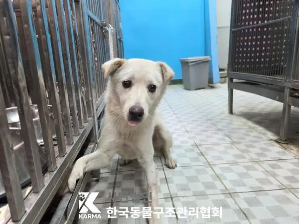 믹스견 보호중 사진