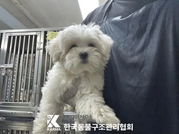 말티즈 보호중 사진
