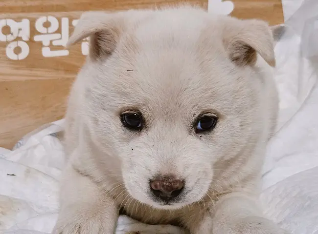 믹스견 보호중 사진