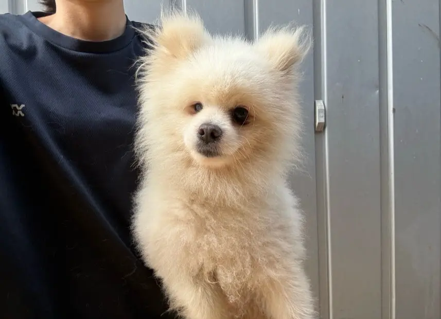 포메라니안 보호중 사진