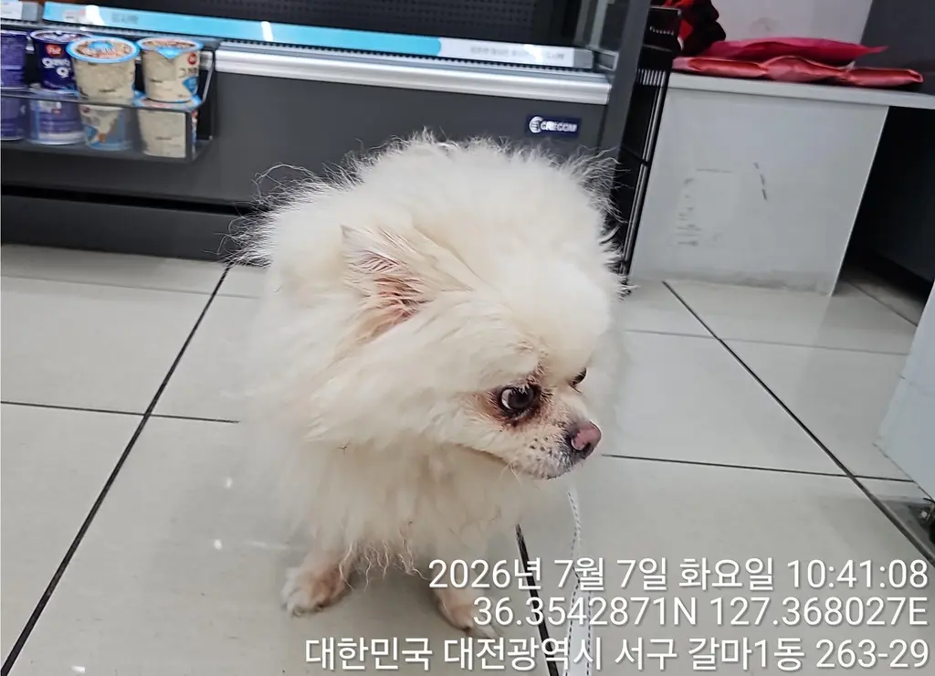 스피츠 보호중 사진
