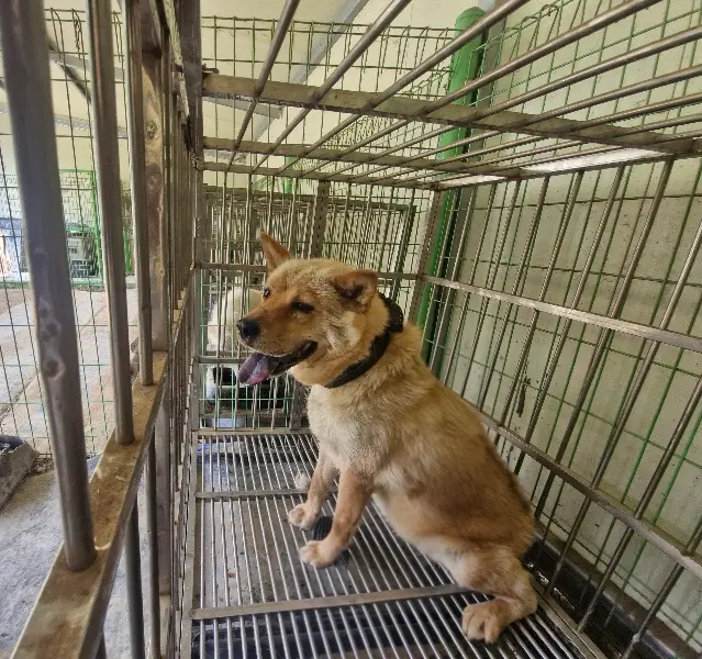 믹스견 보호중 사진