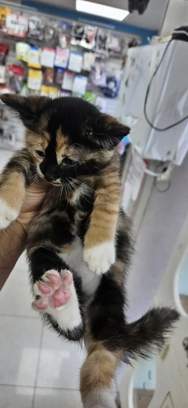 한국 고양이 보호중 사진