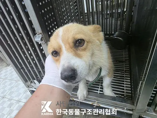 웰시 코기 펨브로크 보호중 사진