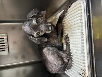 푸들 보호중 사진