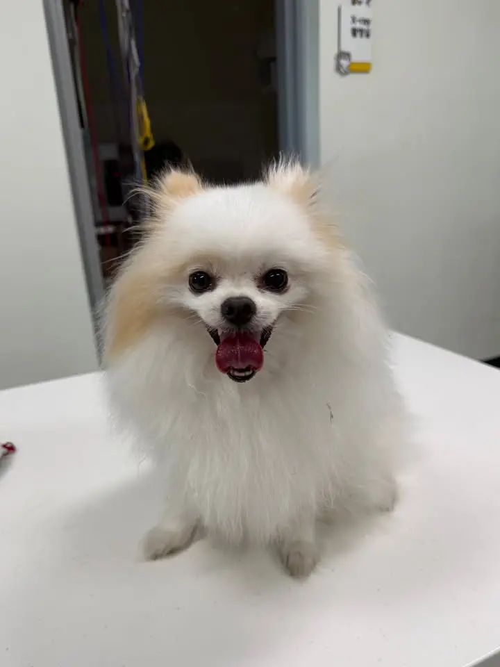 포메라니안 보호중 사진