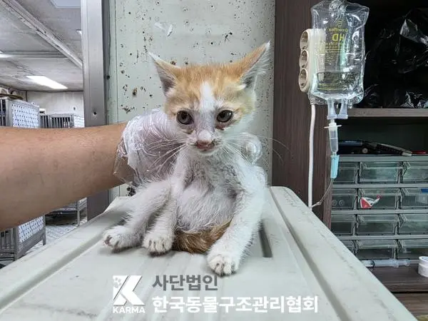 한국 고양이 보호중 사진