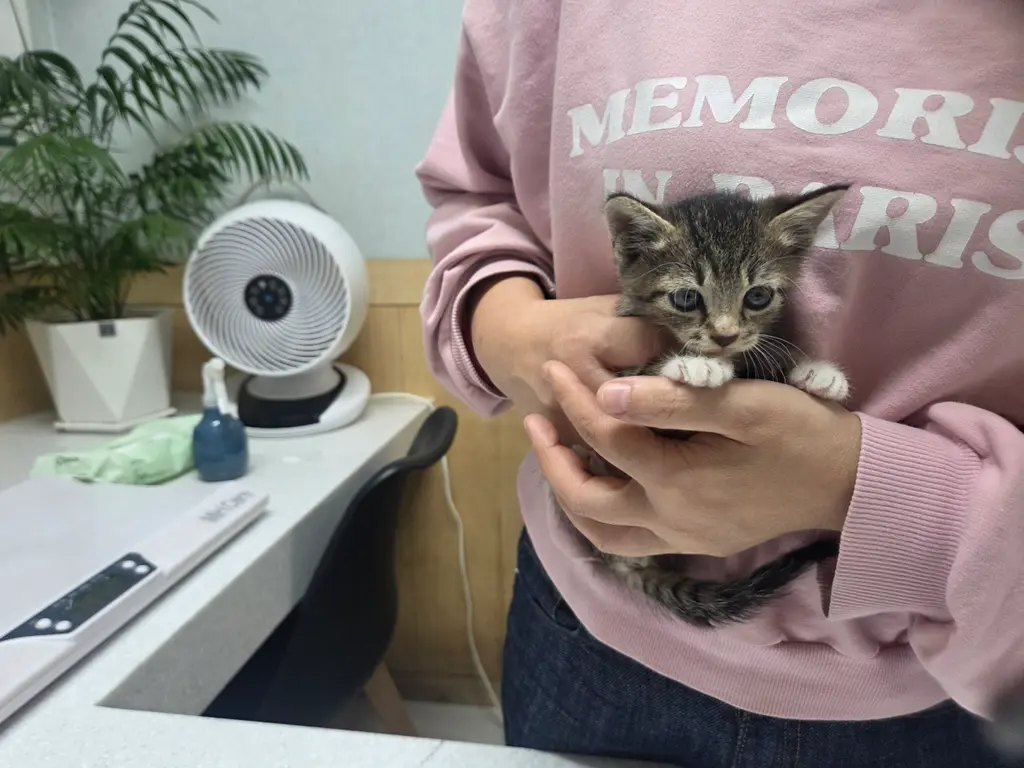 한국 고양이 보호중 사진