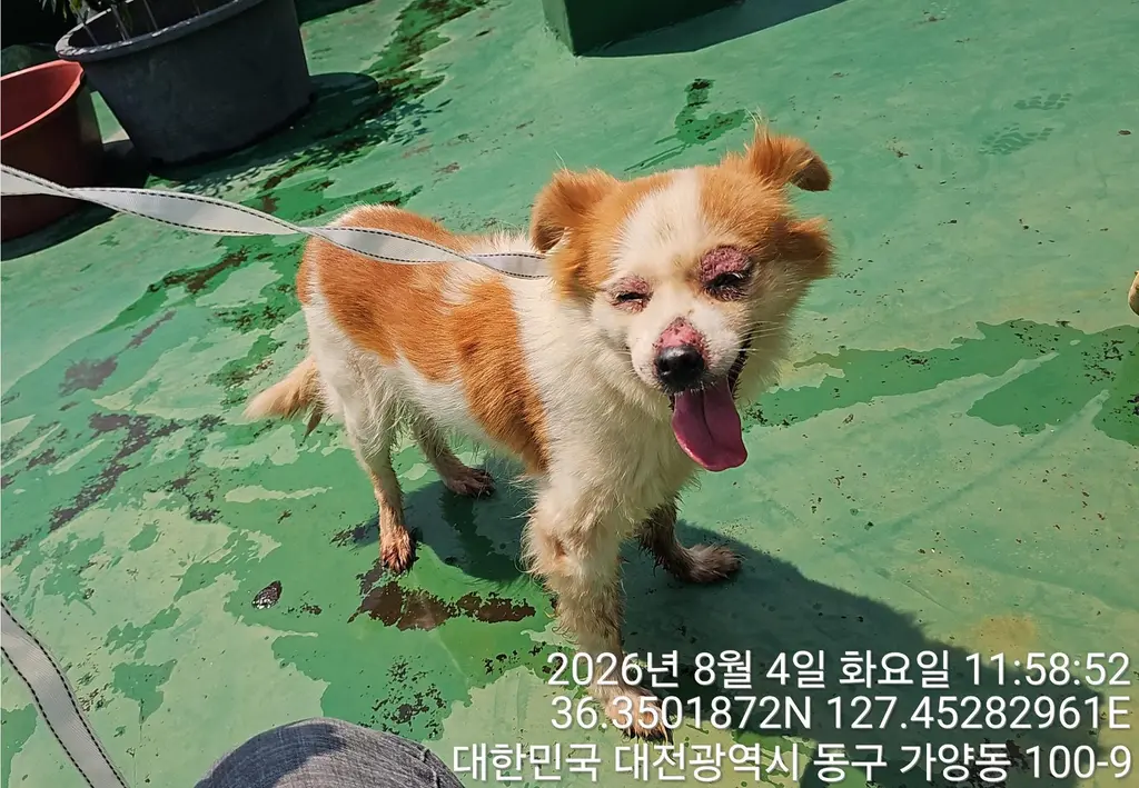 믹스견 보호중 사진