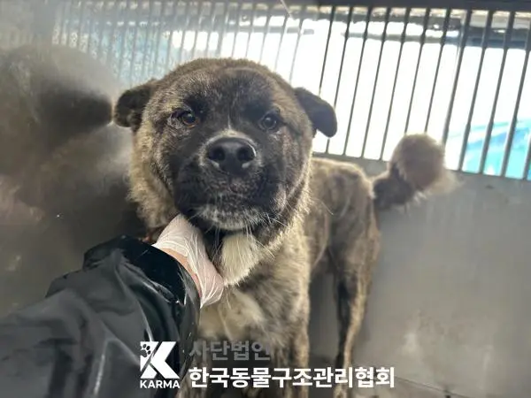 믹스견 보호중 사진
