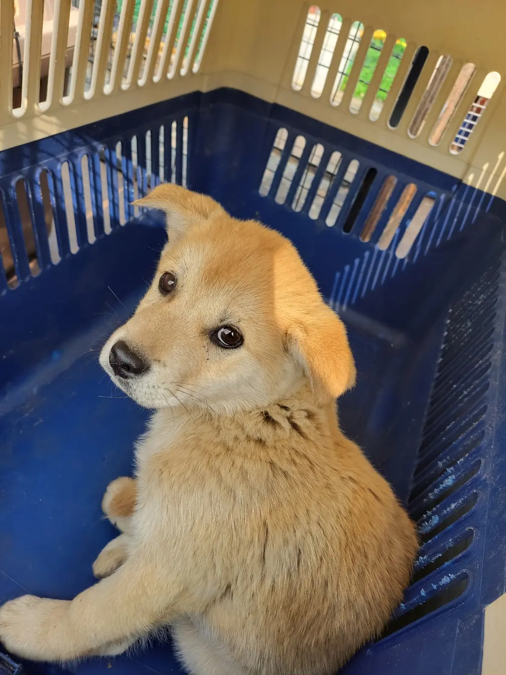 진도견 보호중 사진