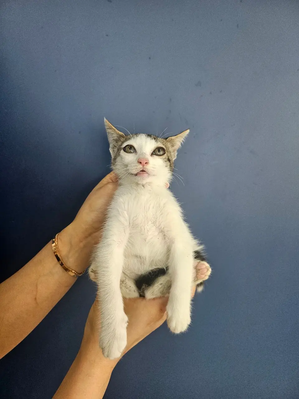 한국 고양이 보호중 사진