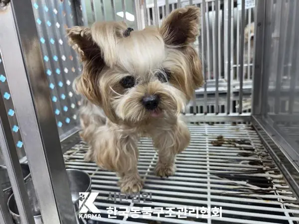 요크셔 테리어 보호중 사진