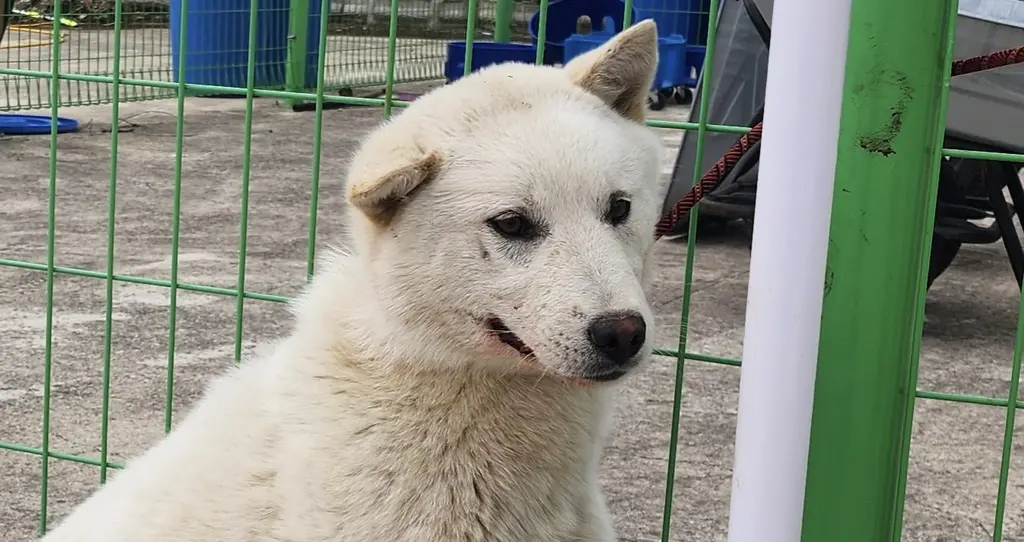 믹스견 보호중 사진