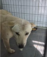 믹스견 보호중 사진