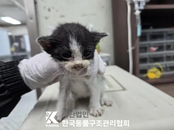 한국 고양이 보호중 사진
