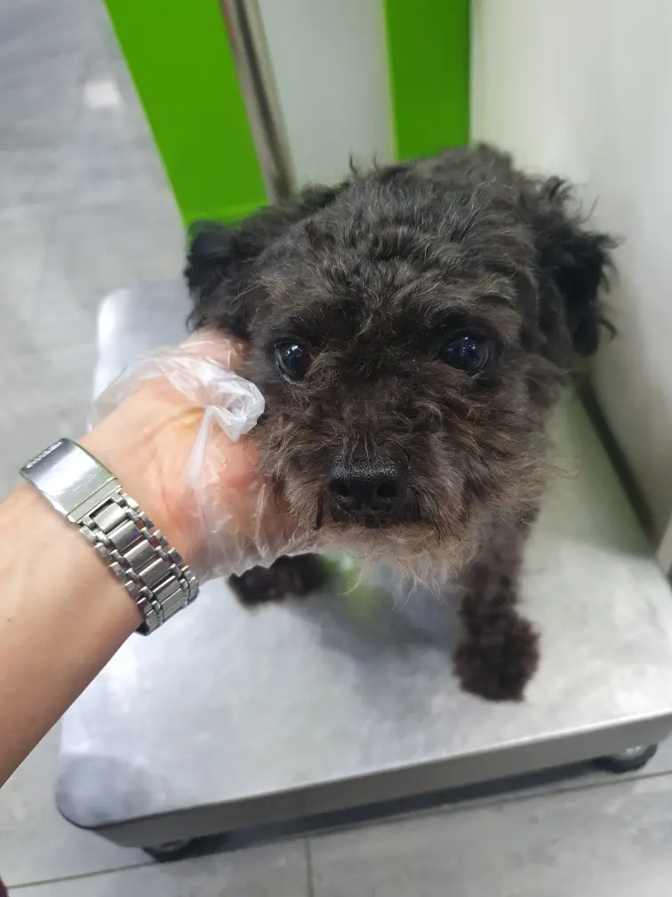 미니어쳐 슈나우저 보호중 사진