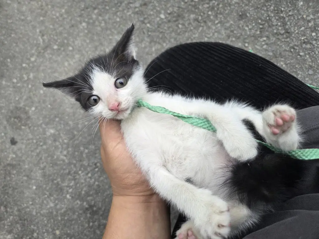 한국 고양이 보호중 사진