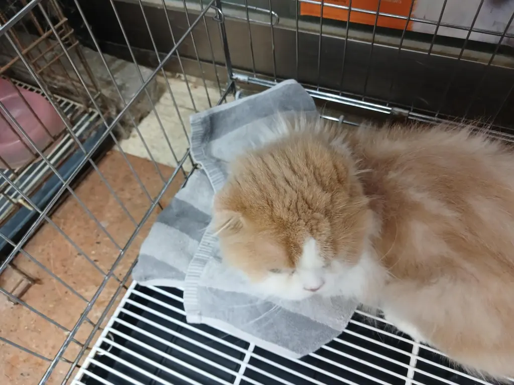믹스묘 보호중 사진