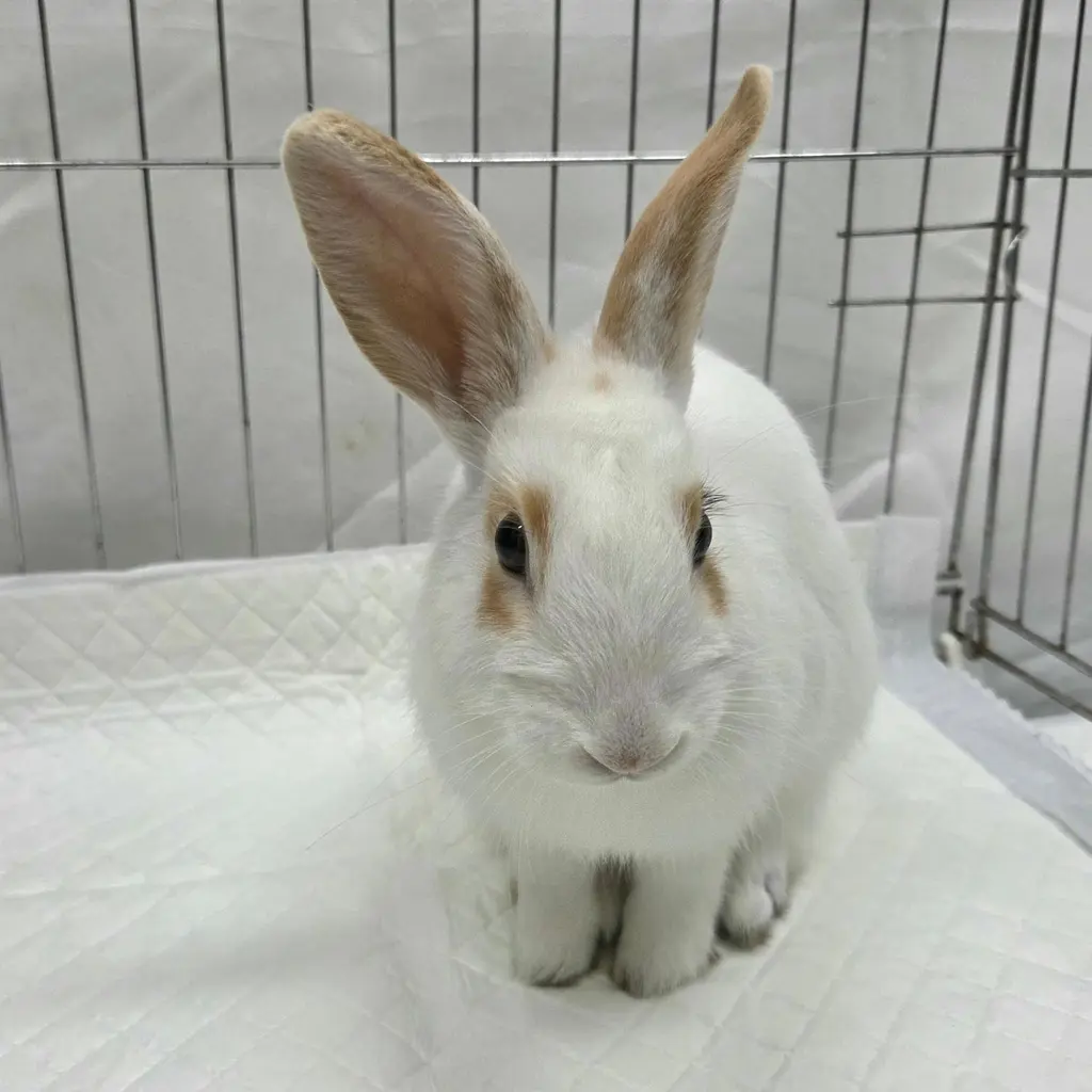 기타축종 보호중 사진