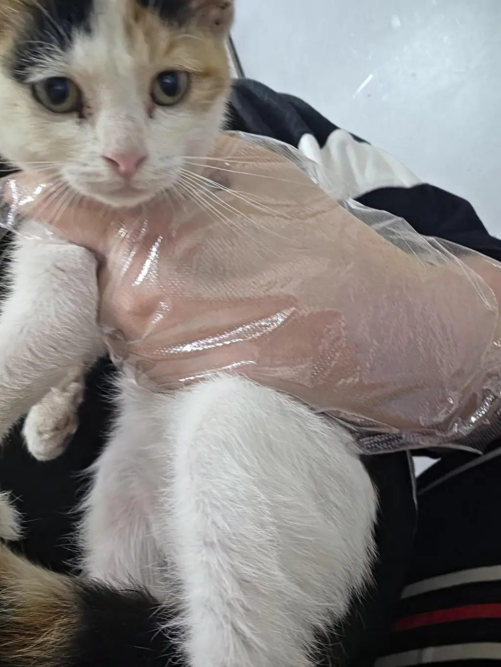 한국 고양이 보호중 사진