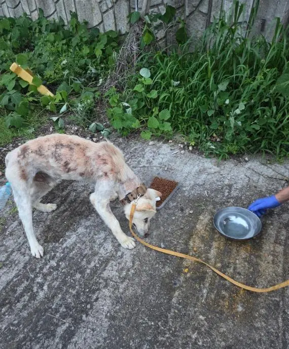 믹스견 보호중 사진