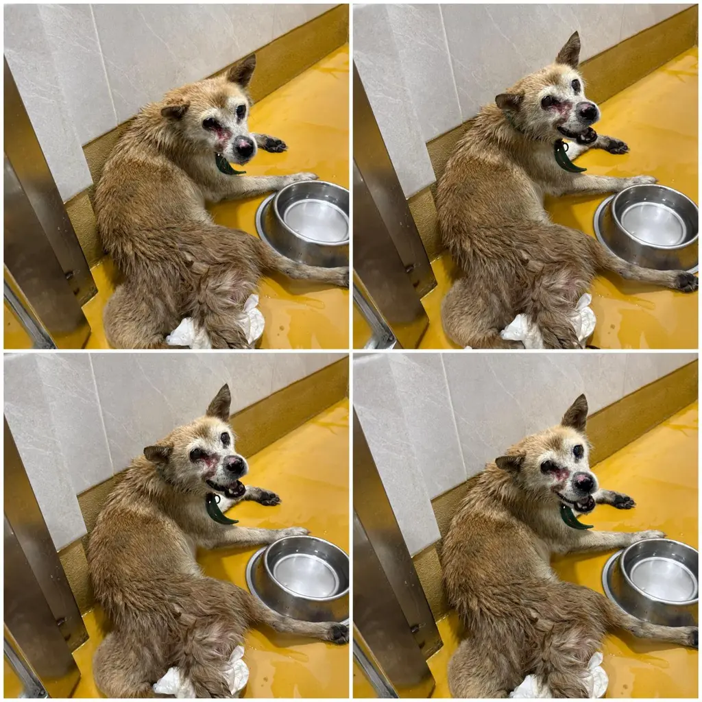 믹스견 보호중 사진