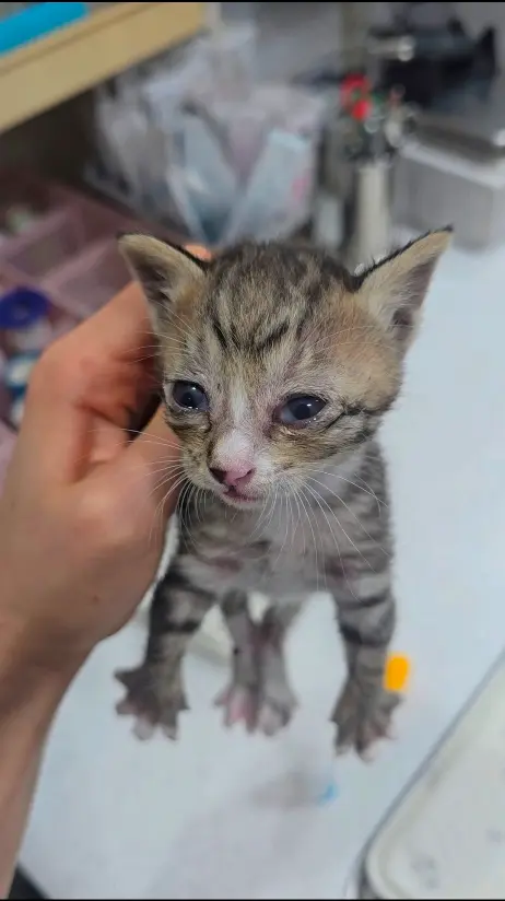 한국 고양이 보호중 사진