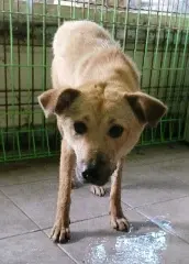 믹스견 보호중 사진