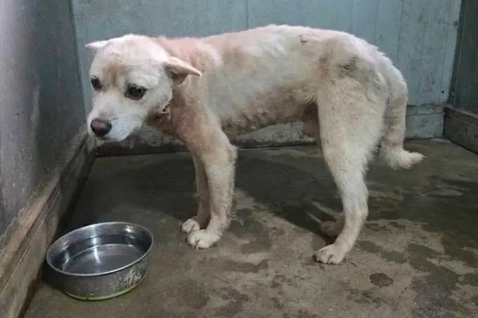 믹스견 보호중 사진