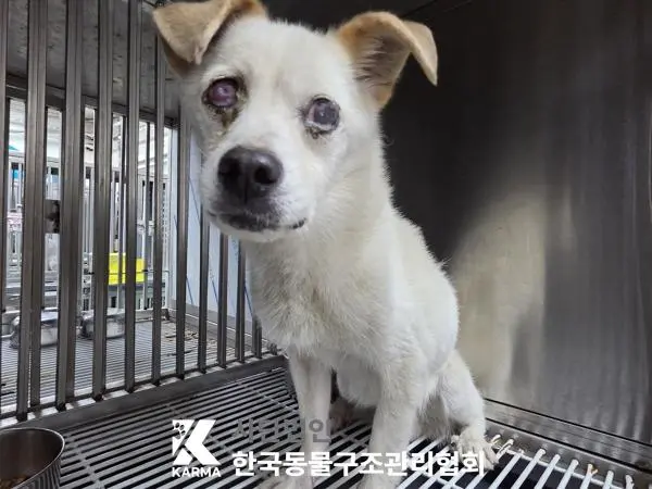 믹스견 보호중 사진