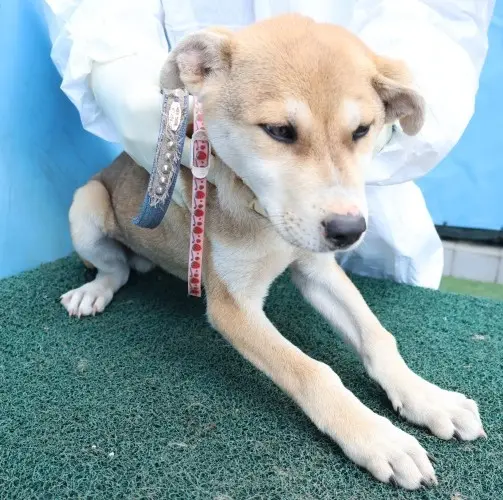 믹스견 보호중 사진