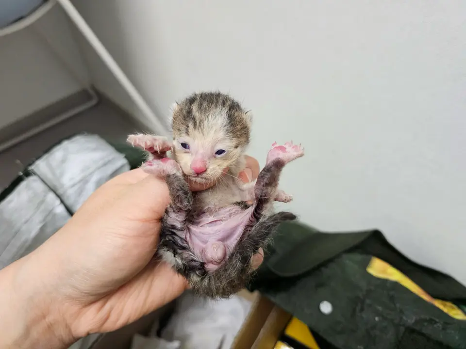 한국 고양이 보호중 사진