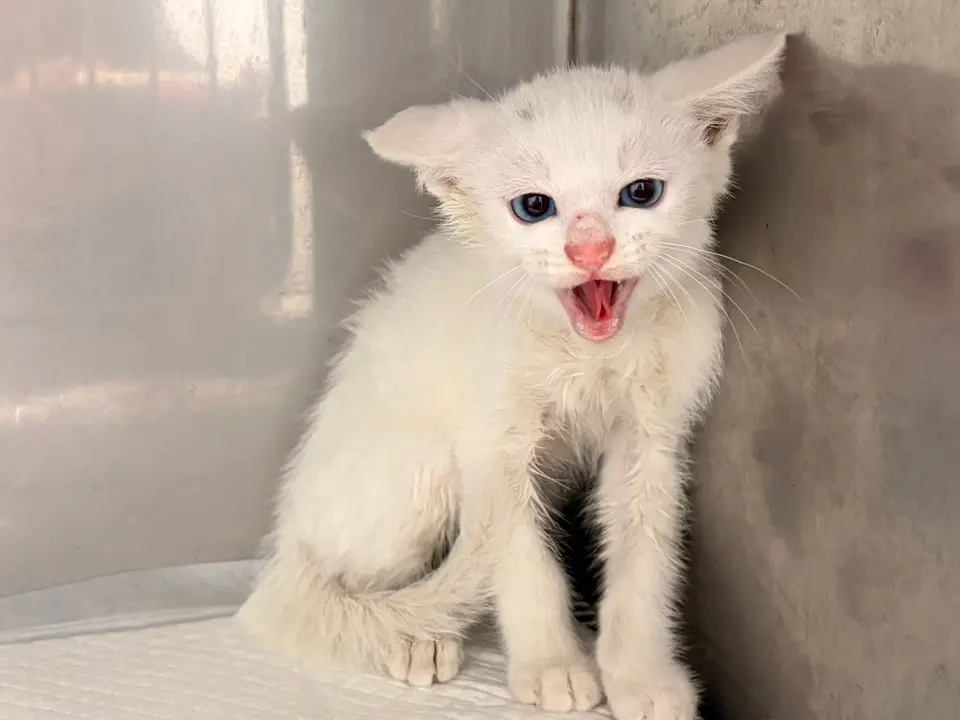 믹스묘 보호중 사진