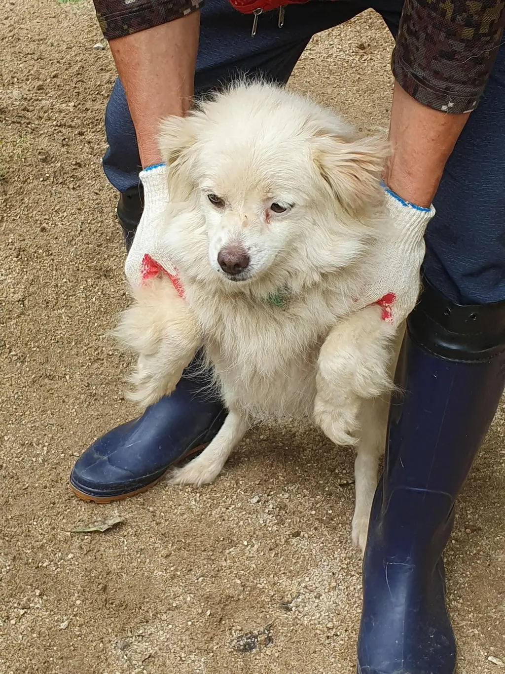 믹스견 보호중 사진