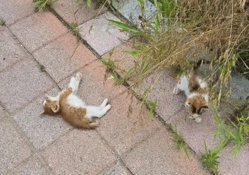 한국 고양이 보호중 사진
