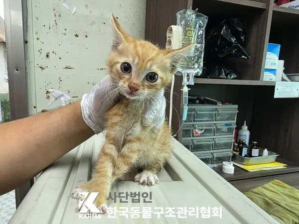 한국 고양이 보호중 사진