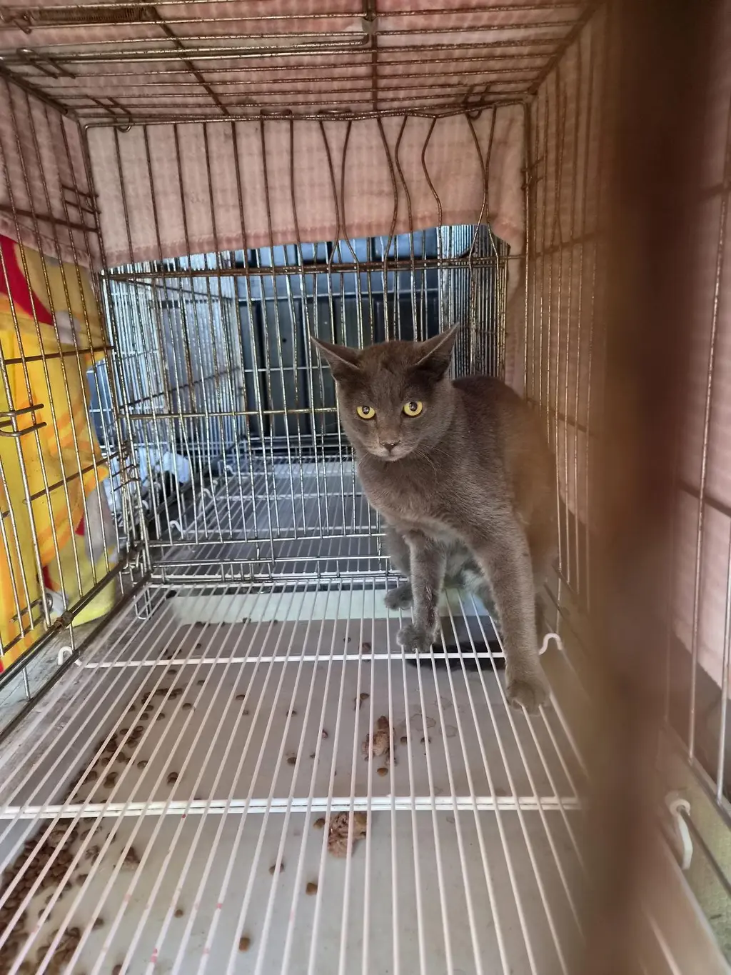 러시안 블루 보호중 사진
