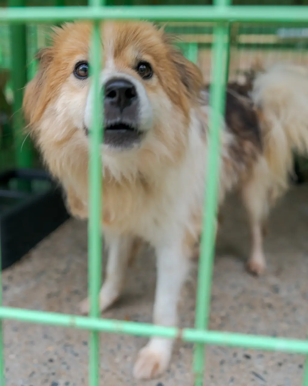 믹스견 보호중 사진