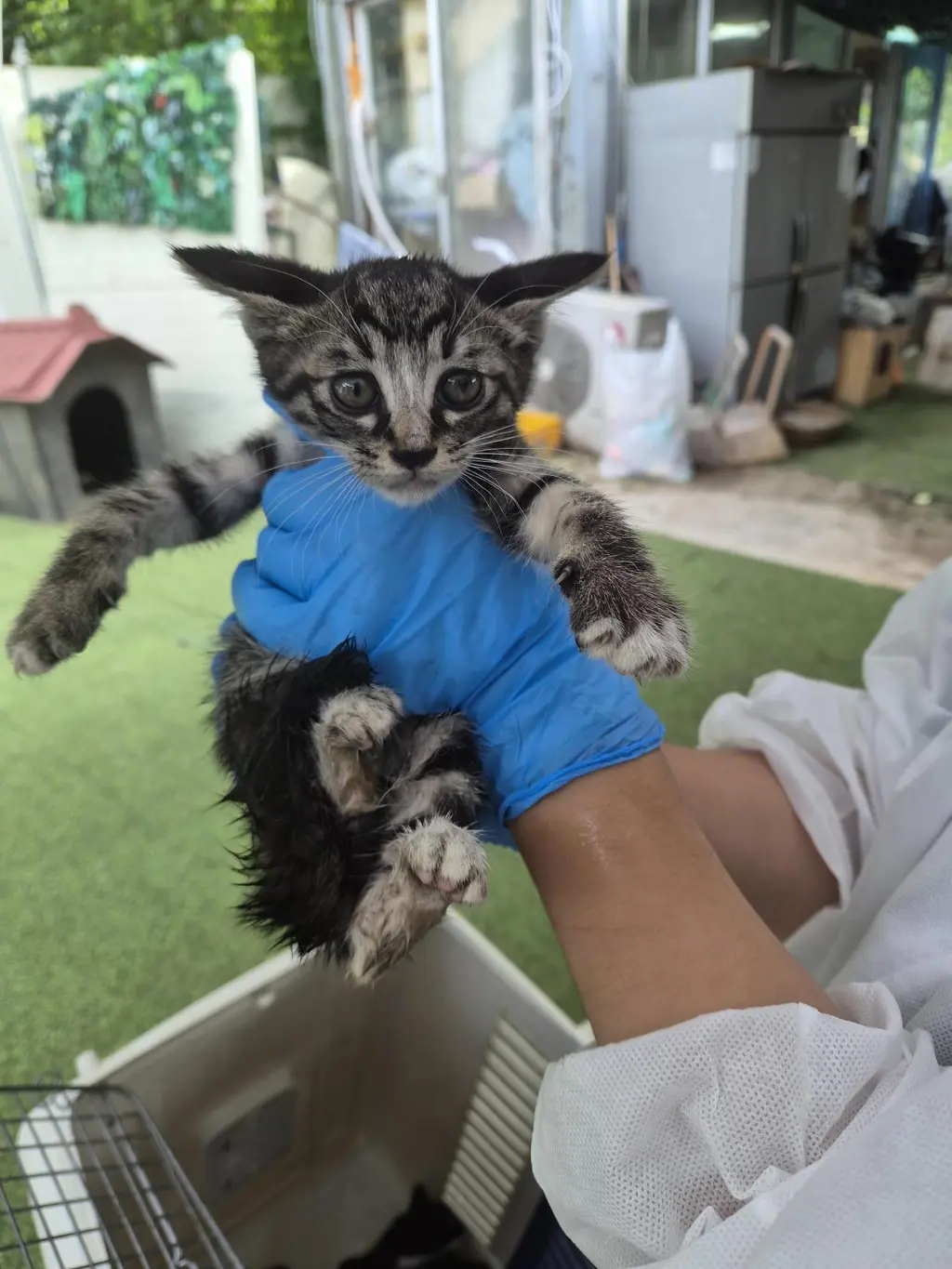한국 고양이 보호중 사진