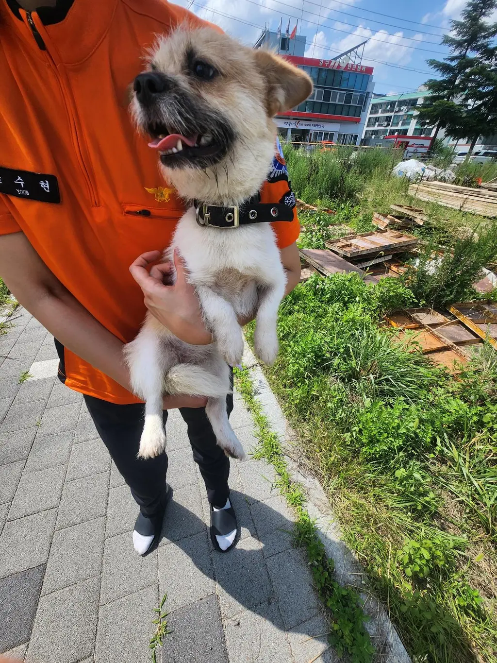 믹스견 보호중 사진