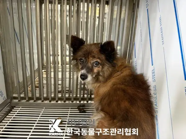 믹스견 보호중 사진