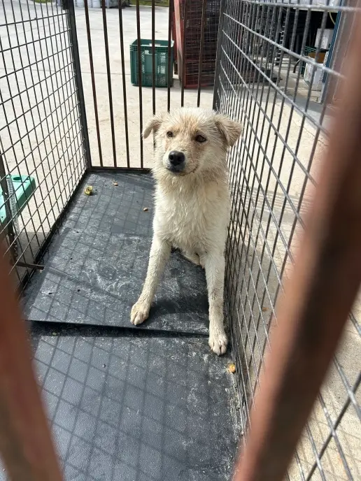 믹스견 보호중 사진