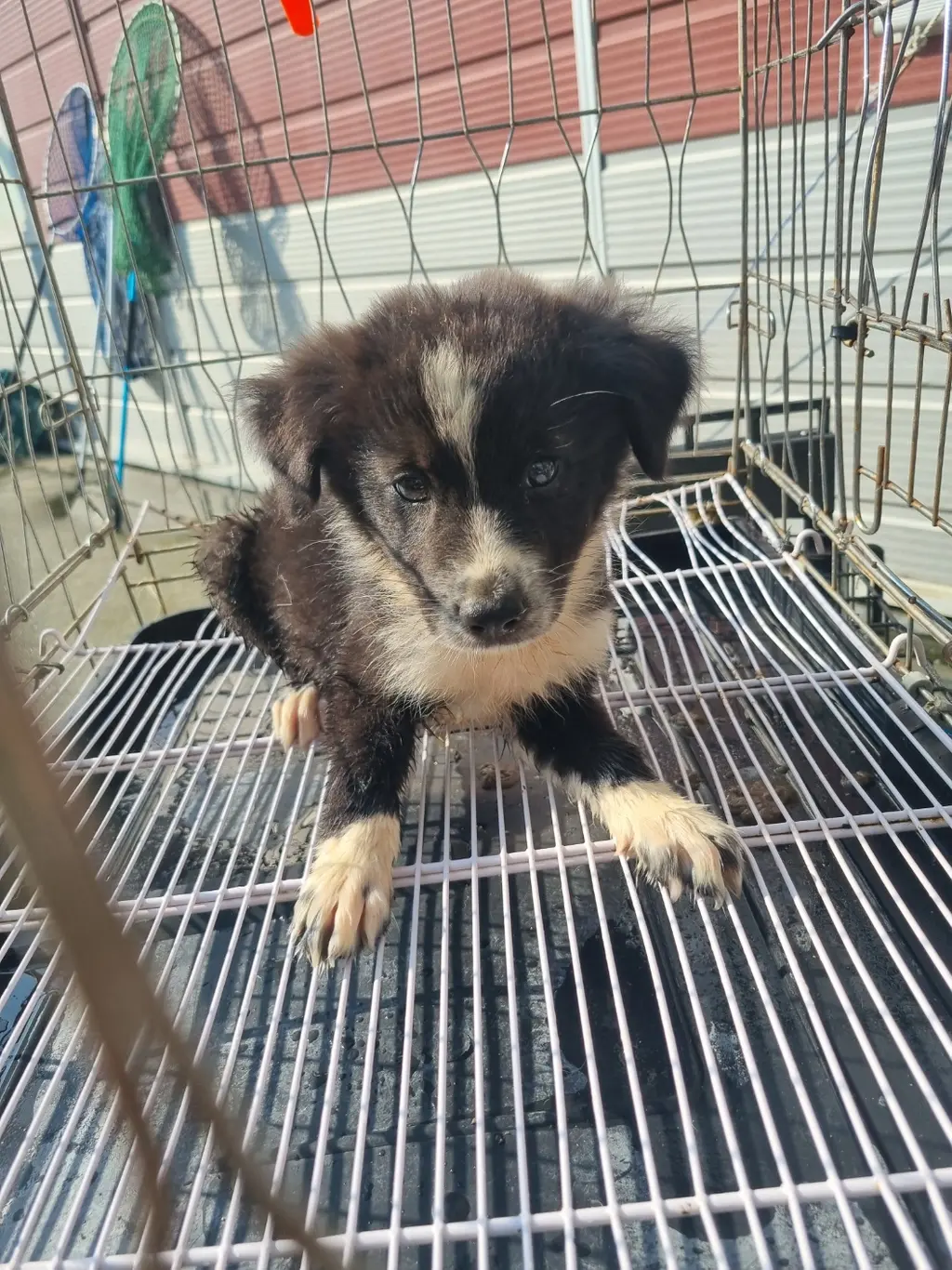 보더 콜리 보호중 사진