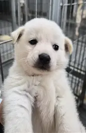 믹스견 보호중 사진