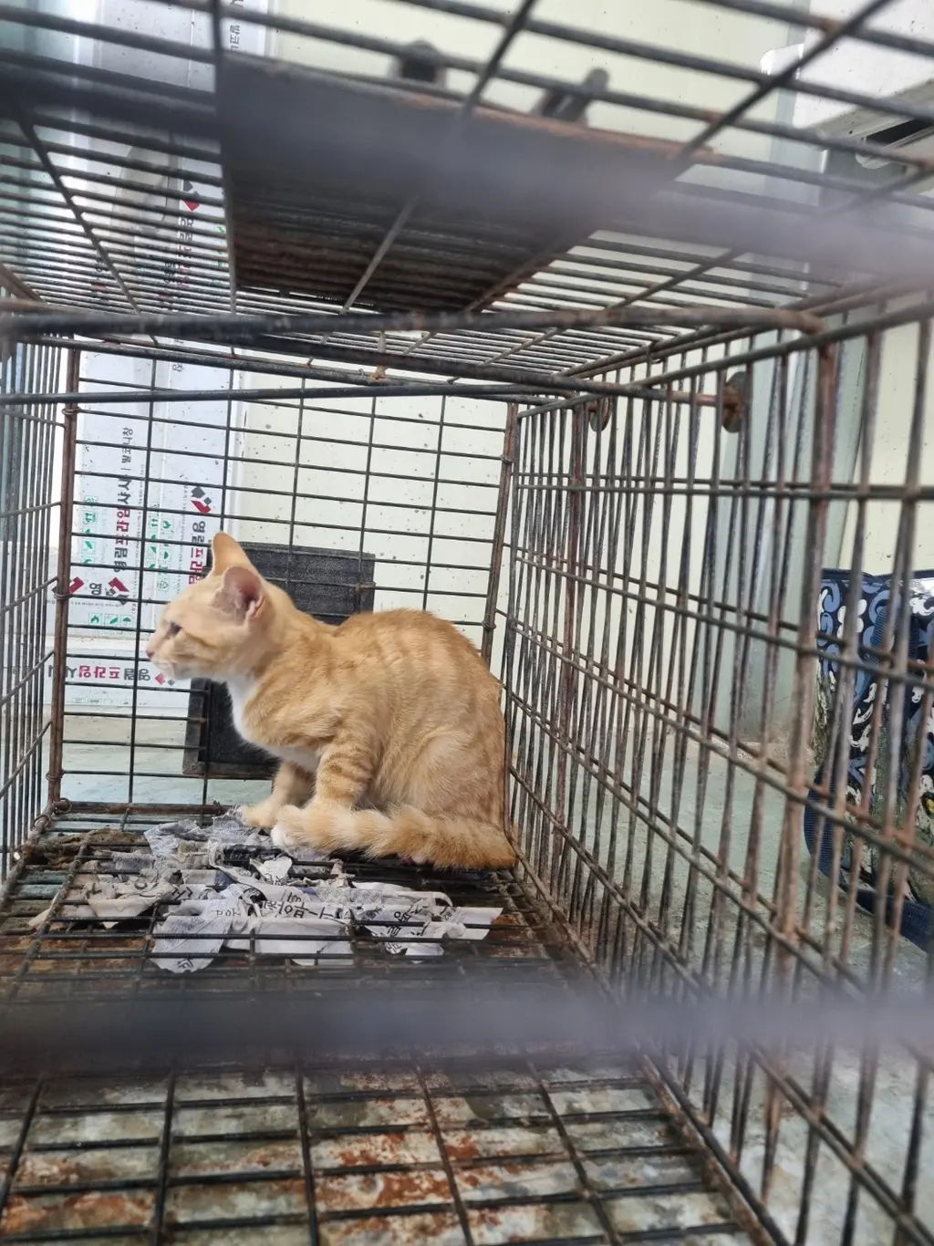 믹스묘 보호중 사진
