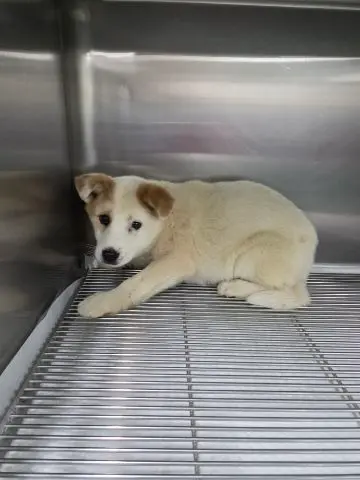 믹스견 보호중 사진