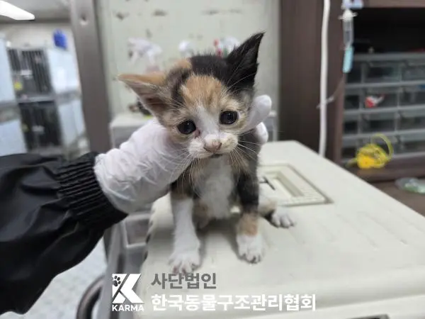 한국 고양이 보호중 사진