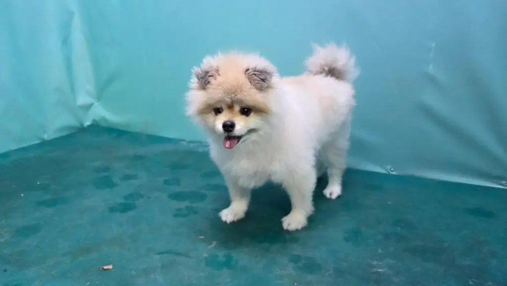 포메라니안 보호중 사진
