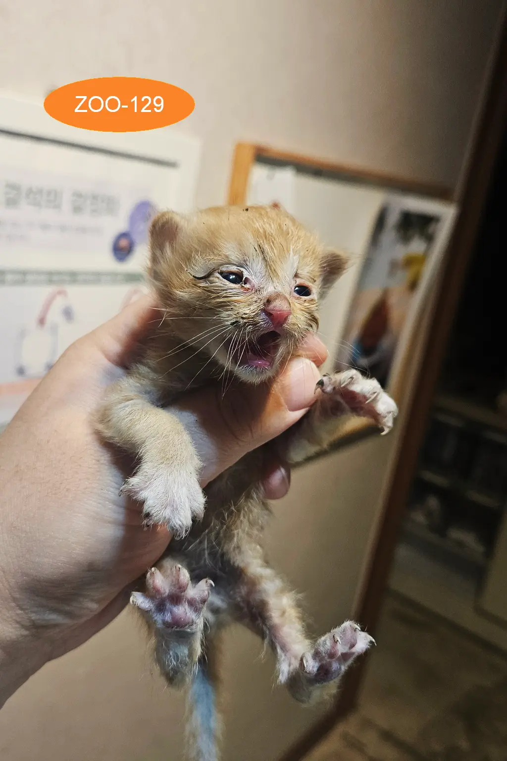 한국 고양이 보호중 사진